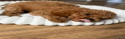 Cavapoo dogs for sale: ** REDUCED - READY NOW ** F1B Cavapoo Puppiess - Advert 7