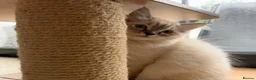 Ragdoll cats for sale: 11 Week Old Female Ragdoll in Manchester - Advert 3