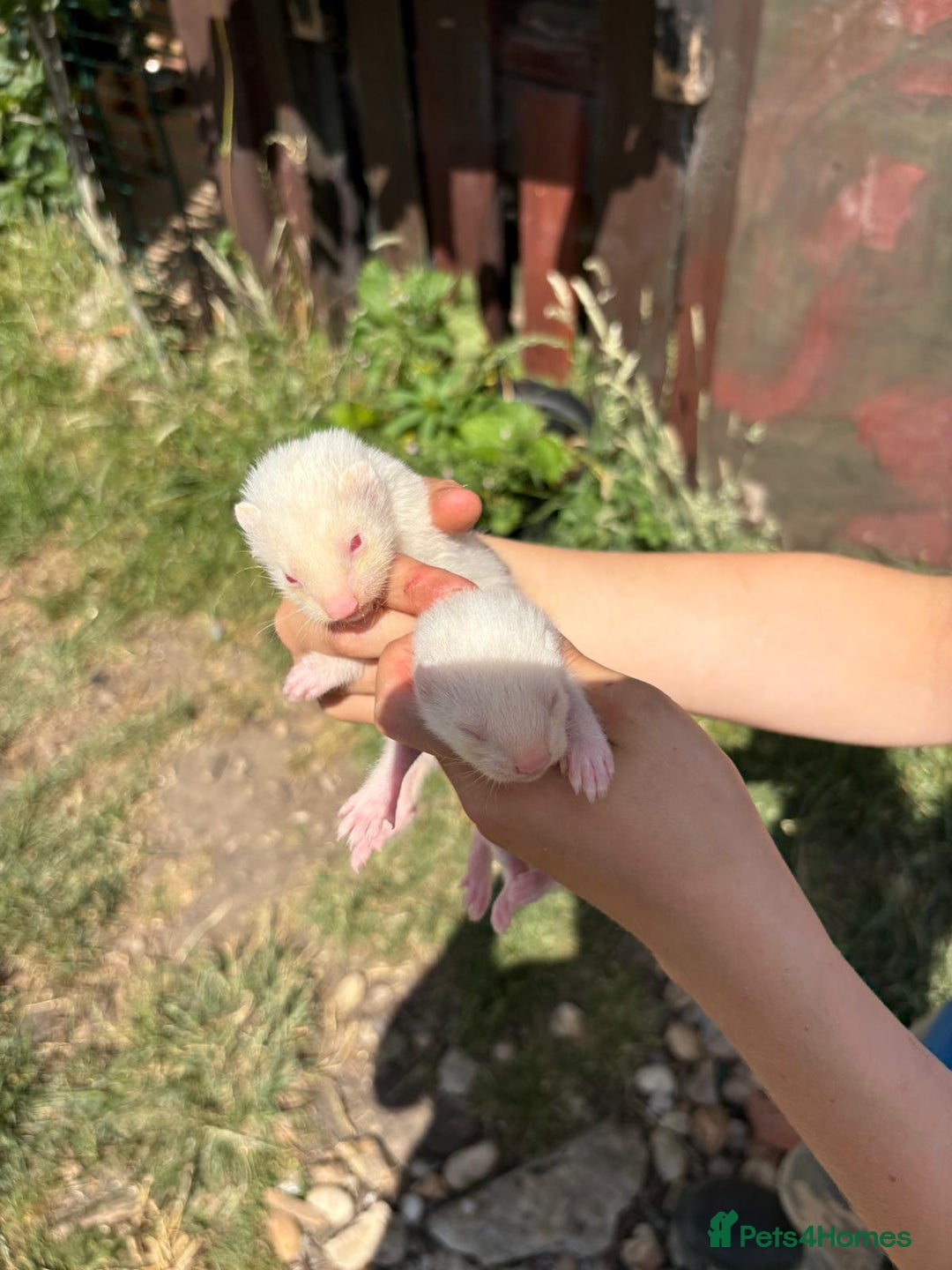 Mixed Breed livestock for sale: Ferrets  - Image 2