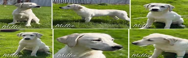 Labrador Retriever Puppy 2