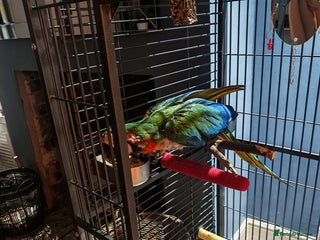 Macaws birds Harlequin macaw - complete set up - Advert 7