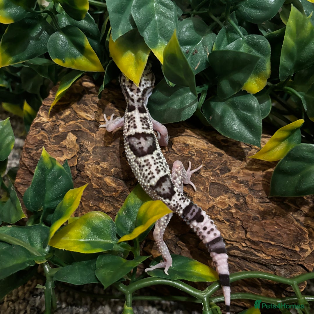 Gecko reptiles for sale: Variety Of Leopard Geckos And Sub-Species For Sale in Fleet - Image 8