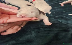 Dalmatian dogs for sale: 8 KC Dalmatian puppies  - Image 6