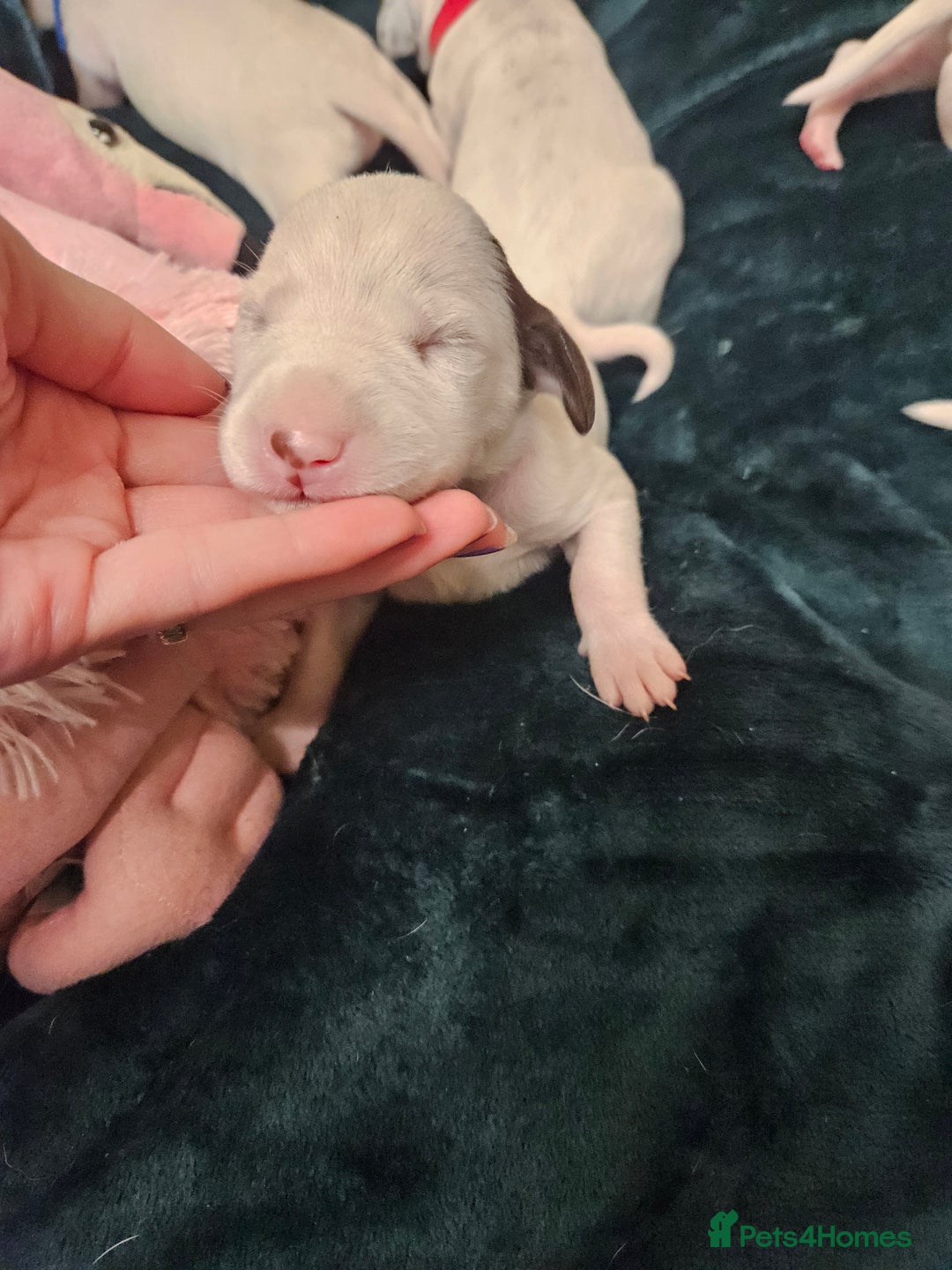Dalmatian dogs for sale: 8 KC Dalmatian puppies  - Image 6