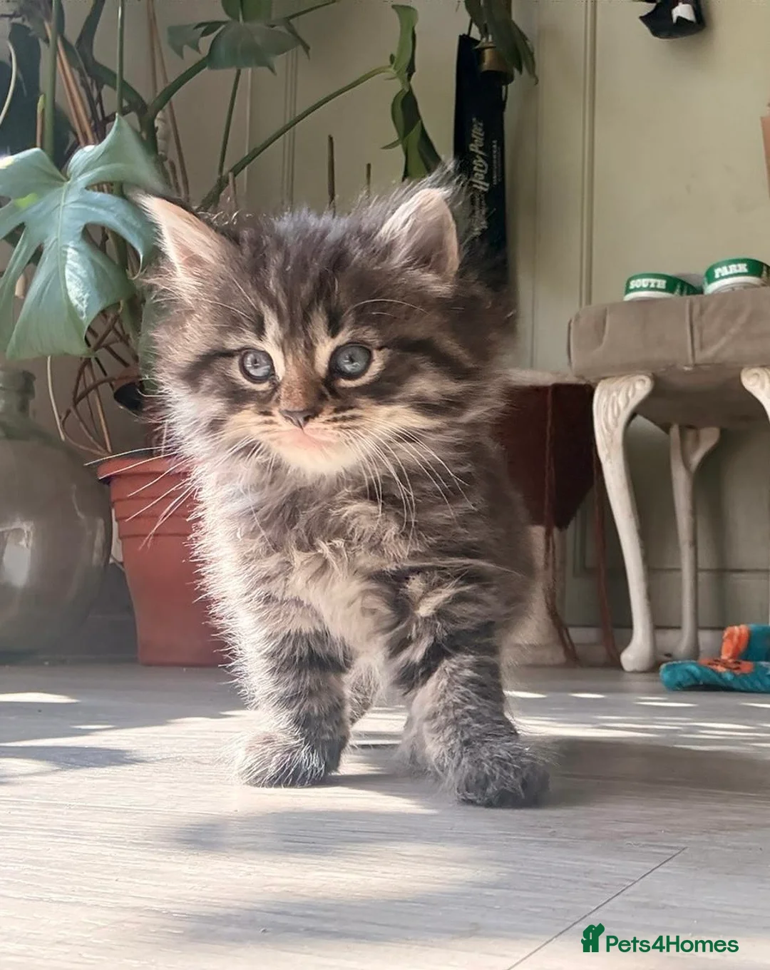 Mixed Breed cats for sale: Adorable Kittens for sale - Advert 2