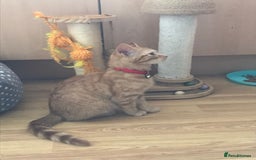 Maine Coon cats for sale: Maine coon x British shorthair  - Image 4