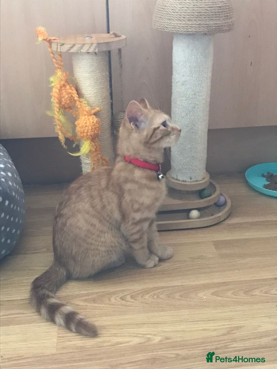 Maine Coon cats for sale: Maine coon x British shorthair  - Image 4