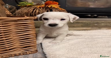 Jack Russell dogs - Advert 1