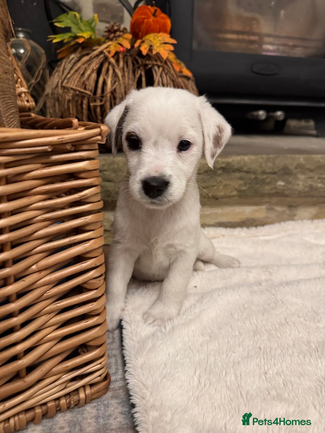 Jack Russell dogs for sale: Jack Russell Puppies *Ready Now* - Image 3