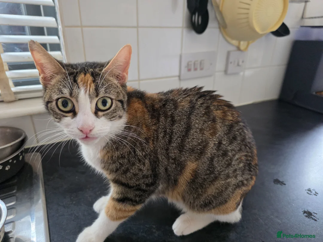 Mixed Breed cats for sale: 2 female kitten in Glasgow - Advert 1