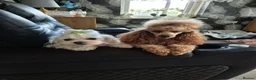 Maltipoo dogs for sale: Maltipoo  - Advert 8