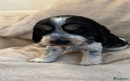 Cocker Spaniel dogs for sale: KC Reg Show Cocker Rizi Bizi bloodline Puppies - Image 13