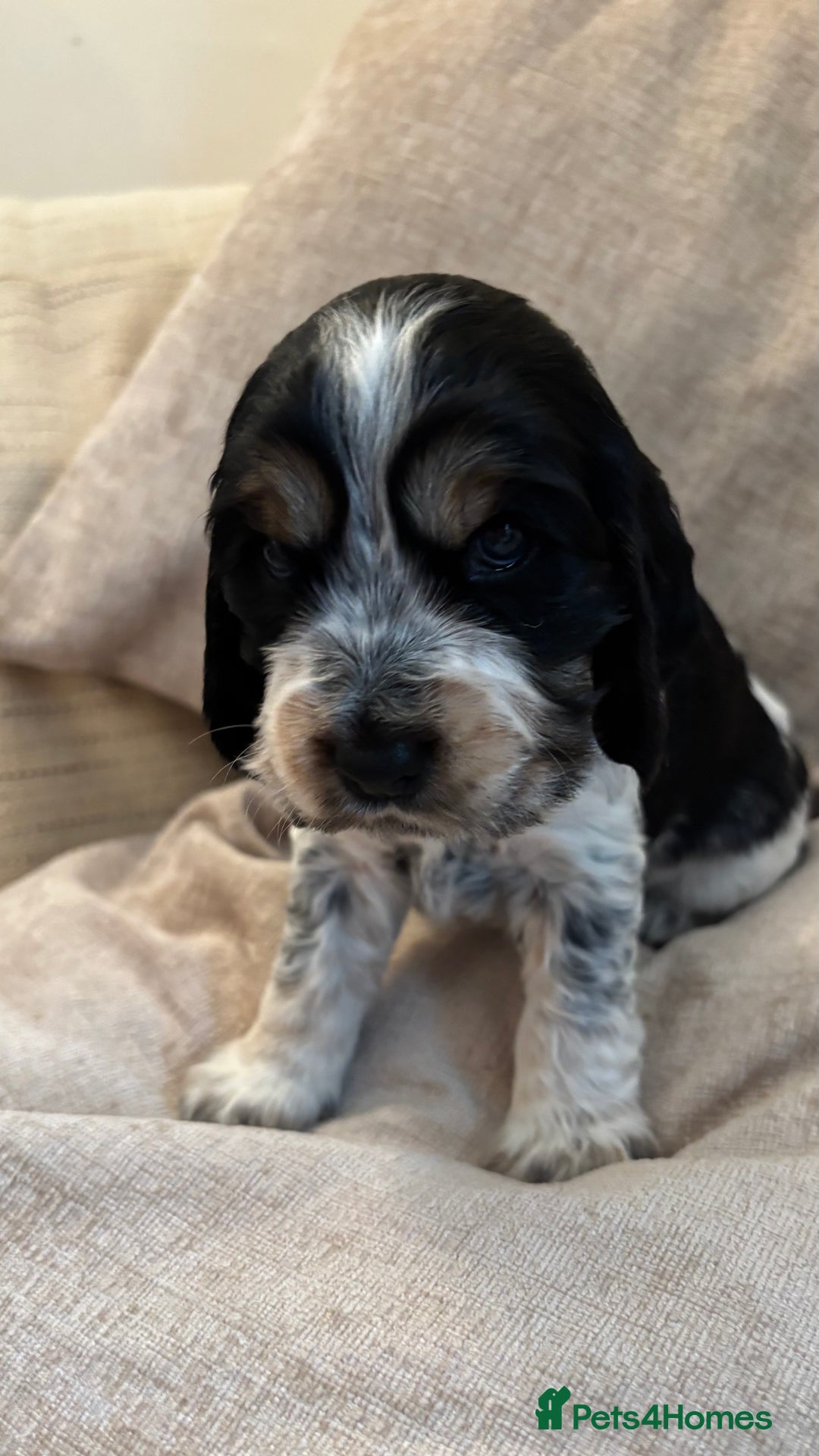 Cocker Spaniel dogs for sale: KC Reg Show Cocker Rizi Bizi bloodline Puppies - Image 13