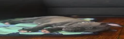 Staffordshire Bull Terrier dogs for sale: Beautiful Staffordshire Bull Terrier Puppies  in Bristol - Advert 9