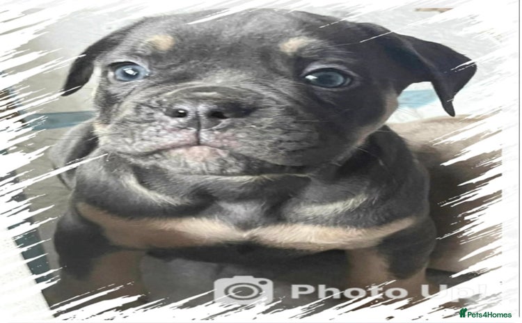 Olde English Bulldogge dogs - Advert 1