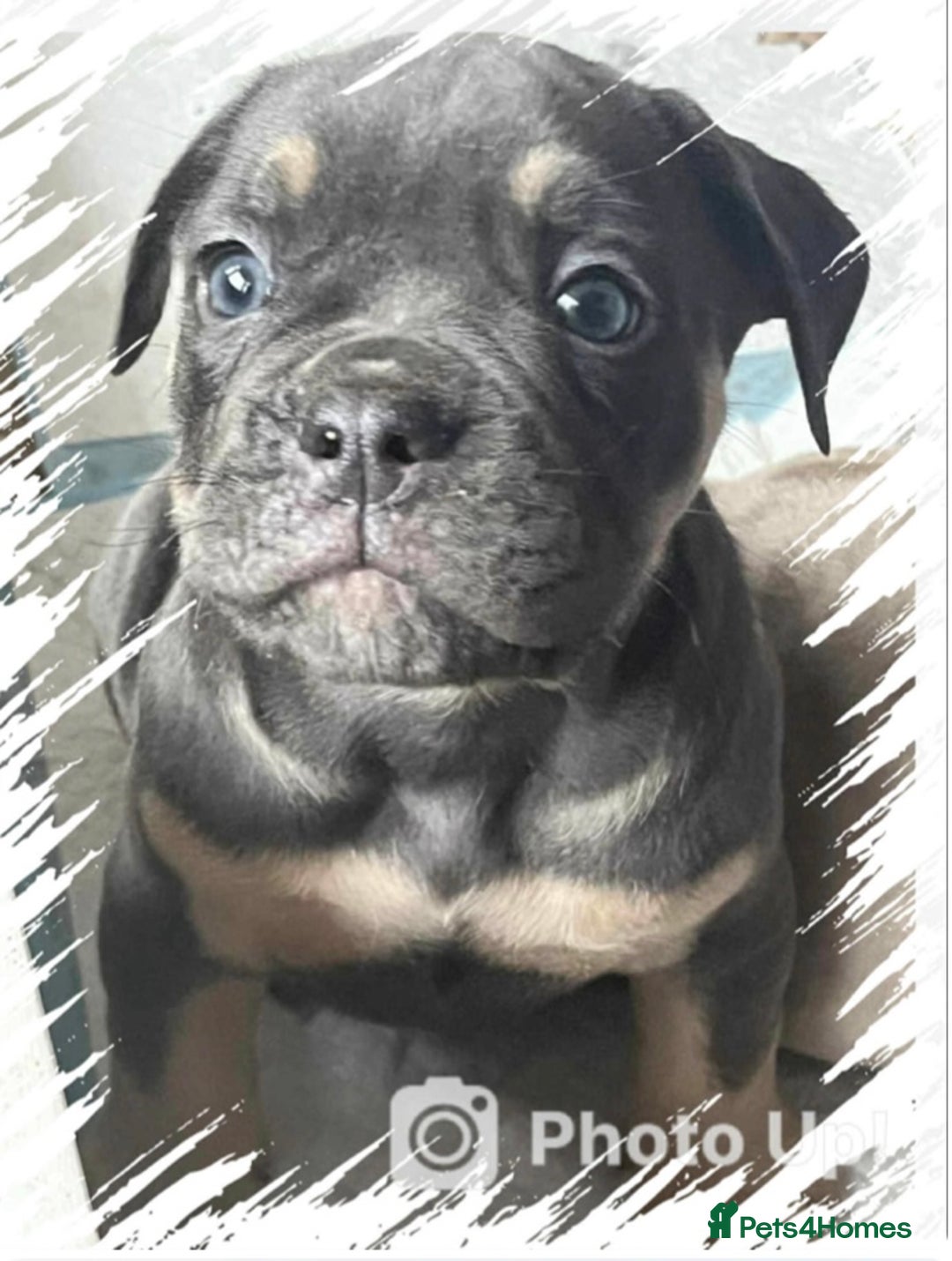 Olde English Bulldogge dogs for sale: Old English bulldog females - Image 1