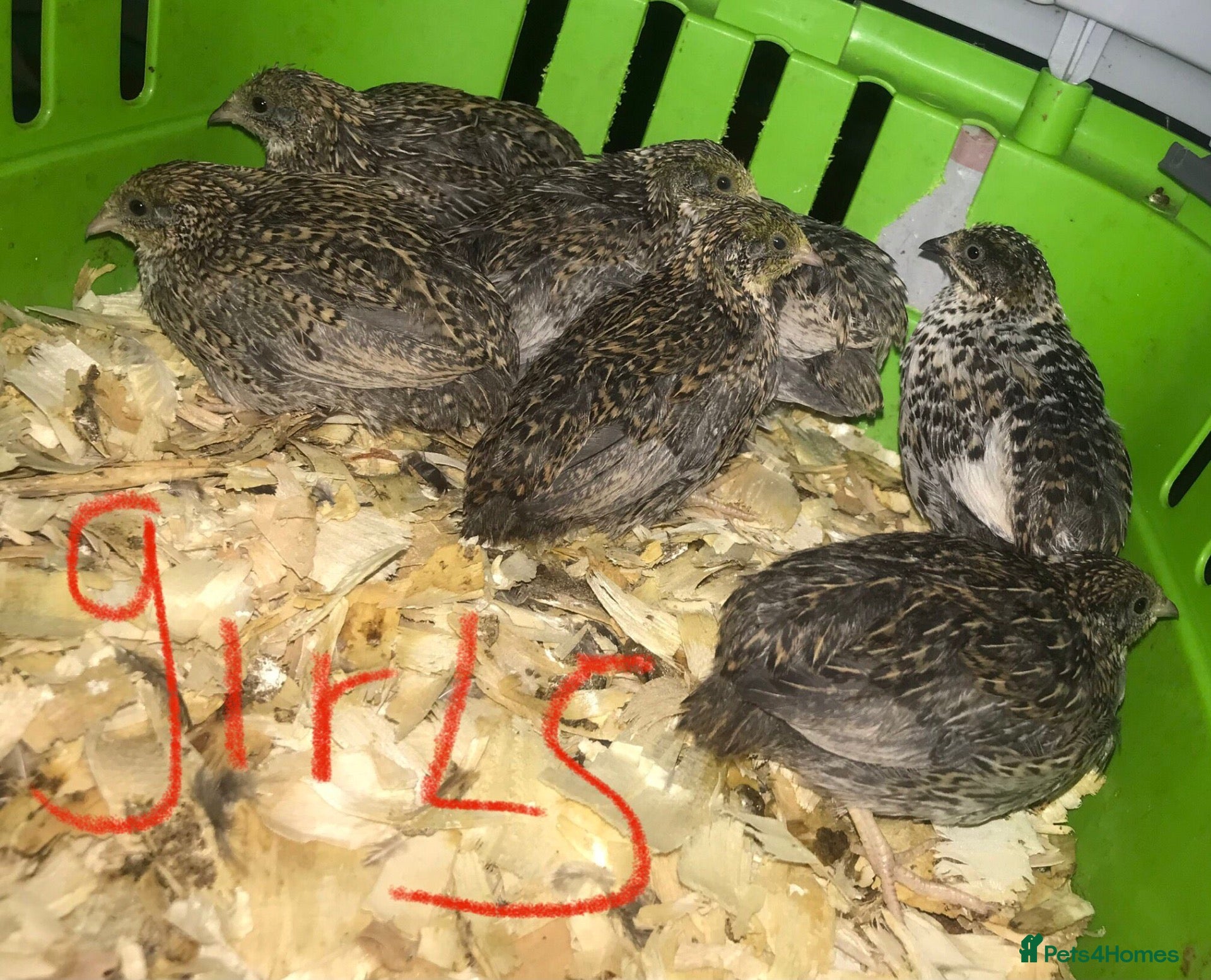 Quail poultry SEXED QUAILS/CHINESE PAINTED BUTTONS ! - Advert 15