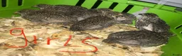 Quail poultry for sale: SEXED QUAILS/CHINESE PAINTED BUTTONS ! - Advert 3