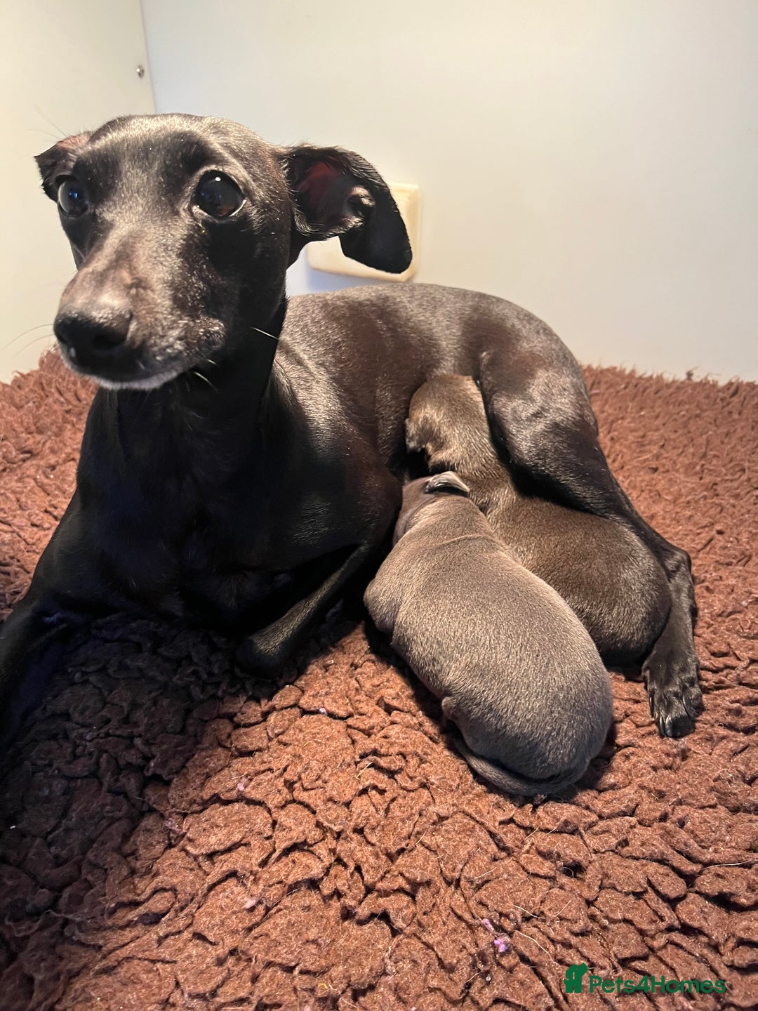 Italian Greyhound dogs for sale: KC Reg Italian Greyhound blue girl - Advert 2