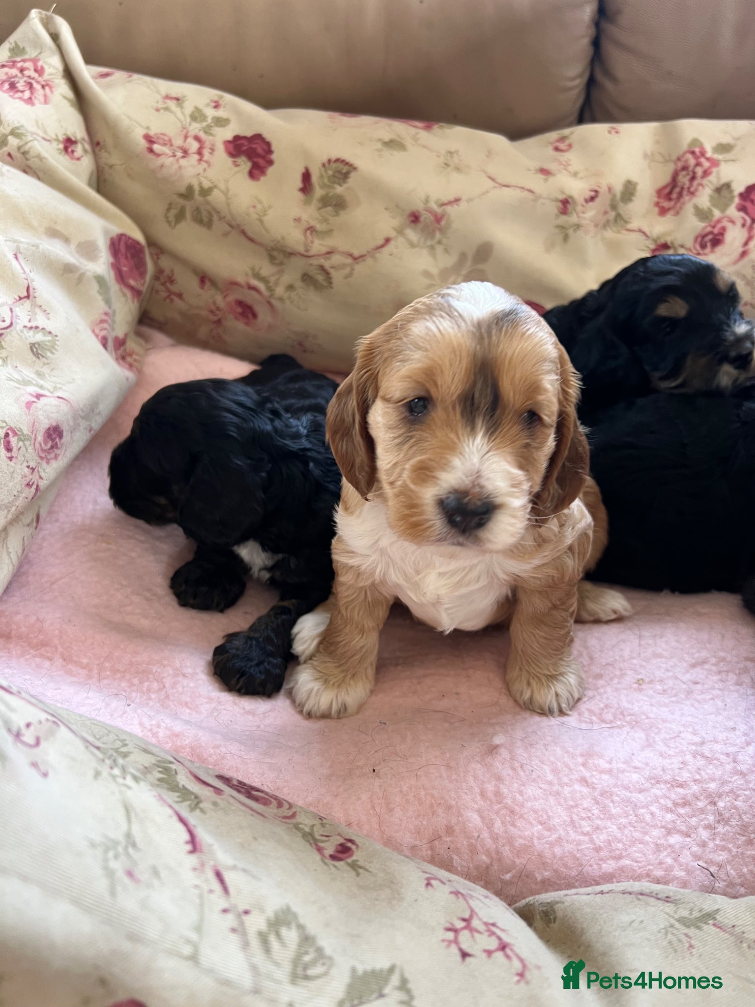 Cockapoo dogs for sale: F1 cockapoos  - Advert 2