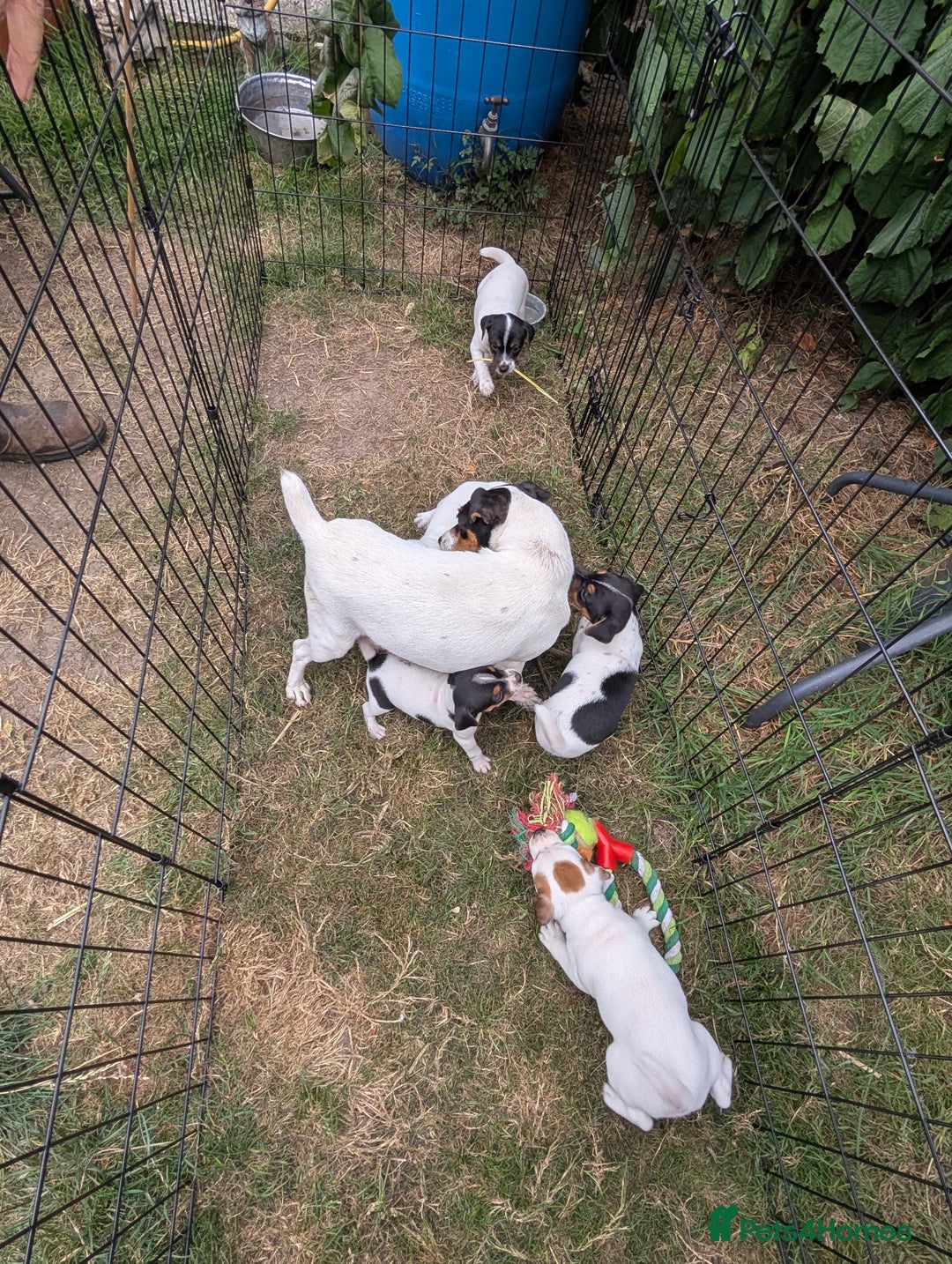 Jack Russell dogs for sale: Jack Russell puppys - Image 19