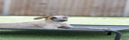 Mixed Breed dogs for adoption: Marvlous Meatball - Advert 19