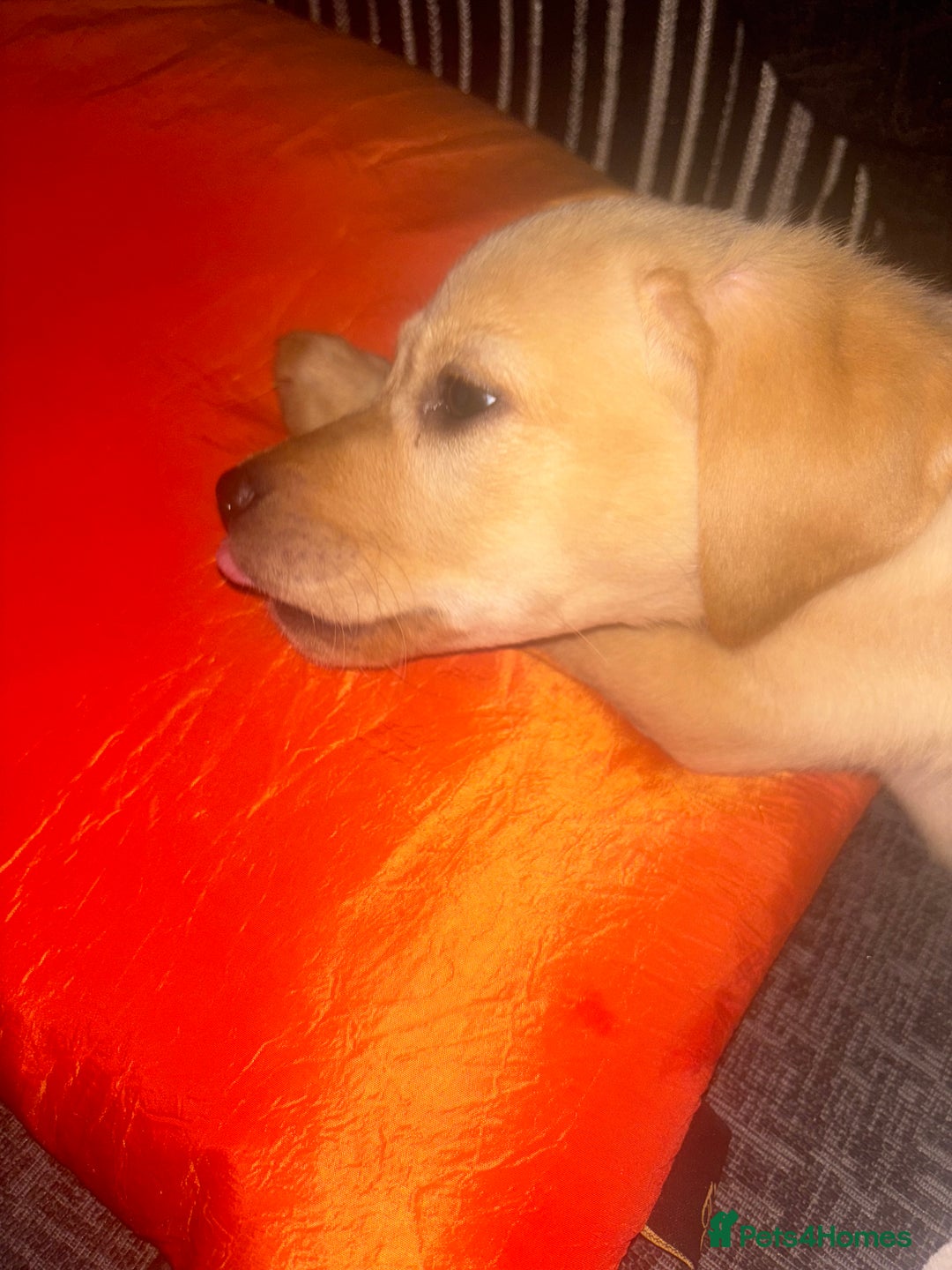 Labrador Retriever dogs for sale: Rehoming Puppy - Image 3
