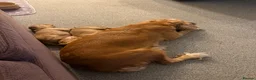 Cocker Spaniel dogs for sale: Working Cocker Spaniels - Advert 5