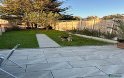 Beagle dogs for sale: Dog for adoption  - Advert 3