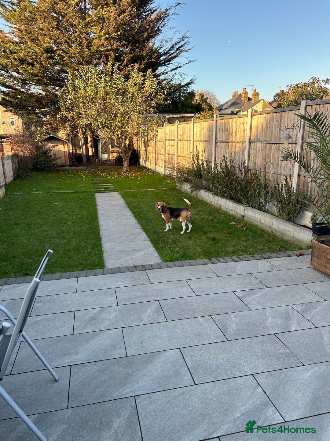 Beagle dogs for sale: Dog for adoption  - Advert 3