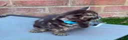 Bengal cats for sale: Bengal X Maine Coon Kittens  in Lyme Regis - Advert 12