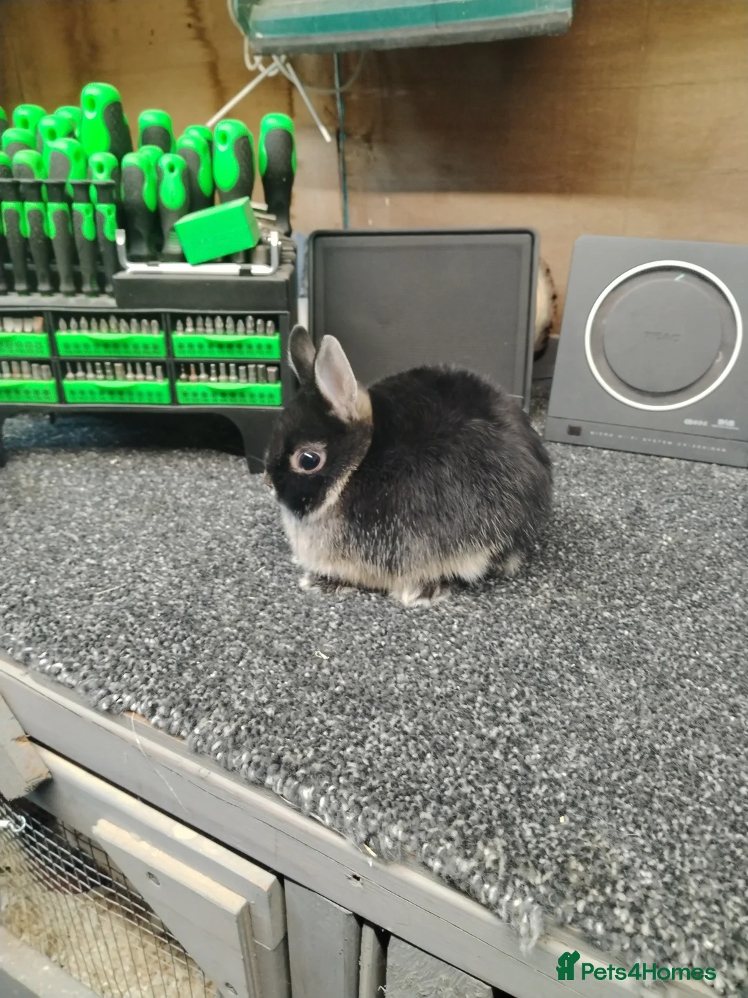 Netherland Dwarf rabbits for sale: Baby black otter Netherlands dwarfs  - Advert 2