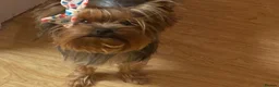 Yorkshire Terrier dogs for stud: KC registered Yorkshire Terrier Stud dog  - Advert 1