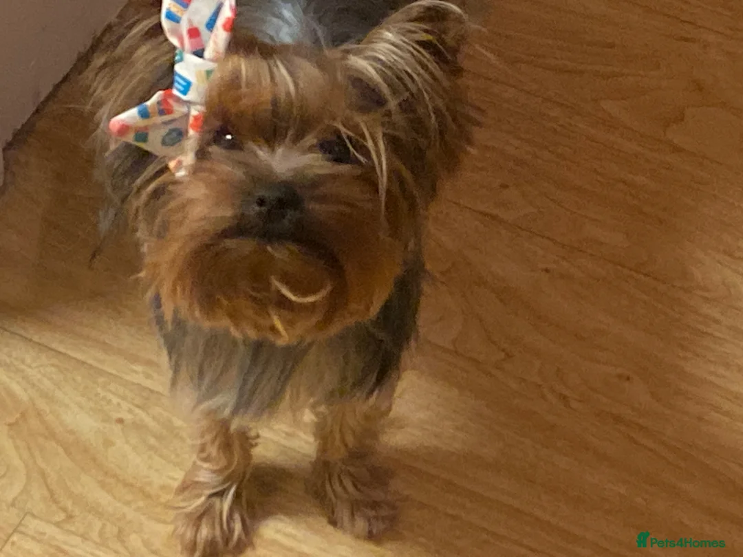 Yorkshire Terrier dogs for stud: KC registered Yorkshire Terrier Stud dog  - Advert 1