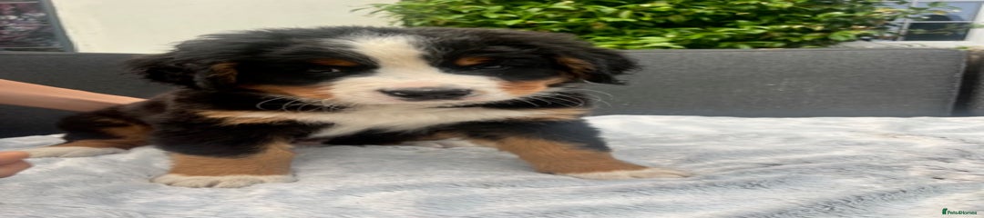 Bernese Mountain Dog Puppy 2 (green)