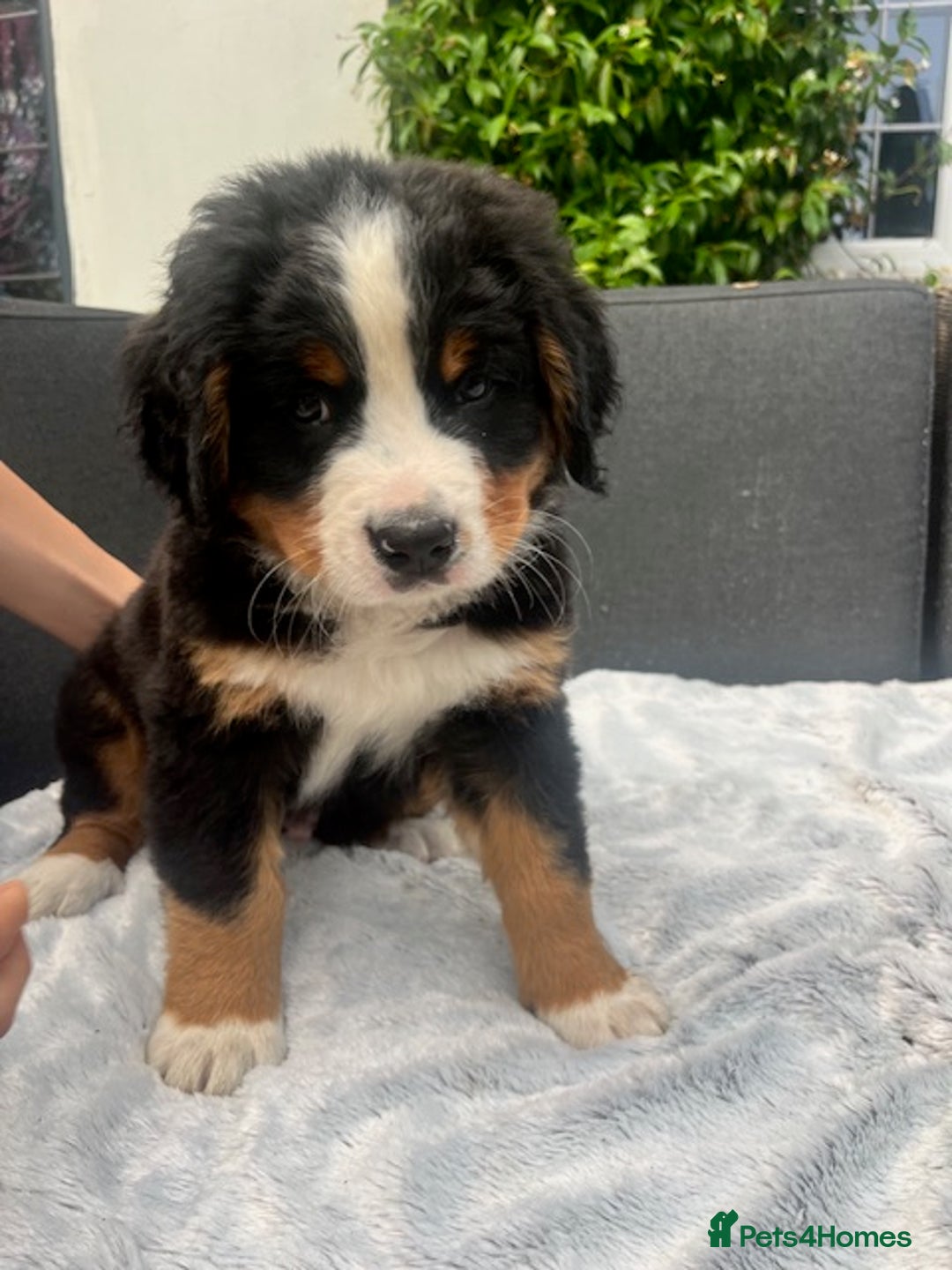 Bernese Mountain Dog dogs for sale: KC Bernese Pups – Calm, Loving & Ready Soon - Image 4