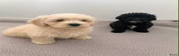 Maltipoo dogs for sale: Maltipoo puppies  in Bromley - Advert 2