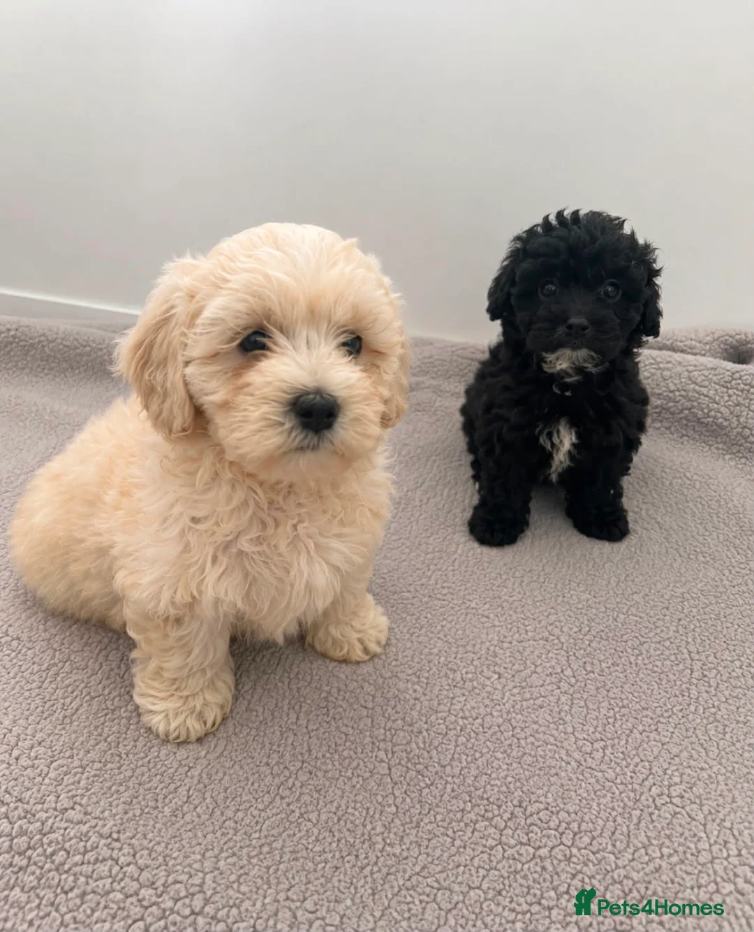 Maltipoo dogs for sale: Maltipoo puppies  in Bromley - Advert 2