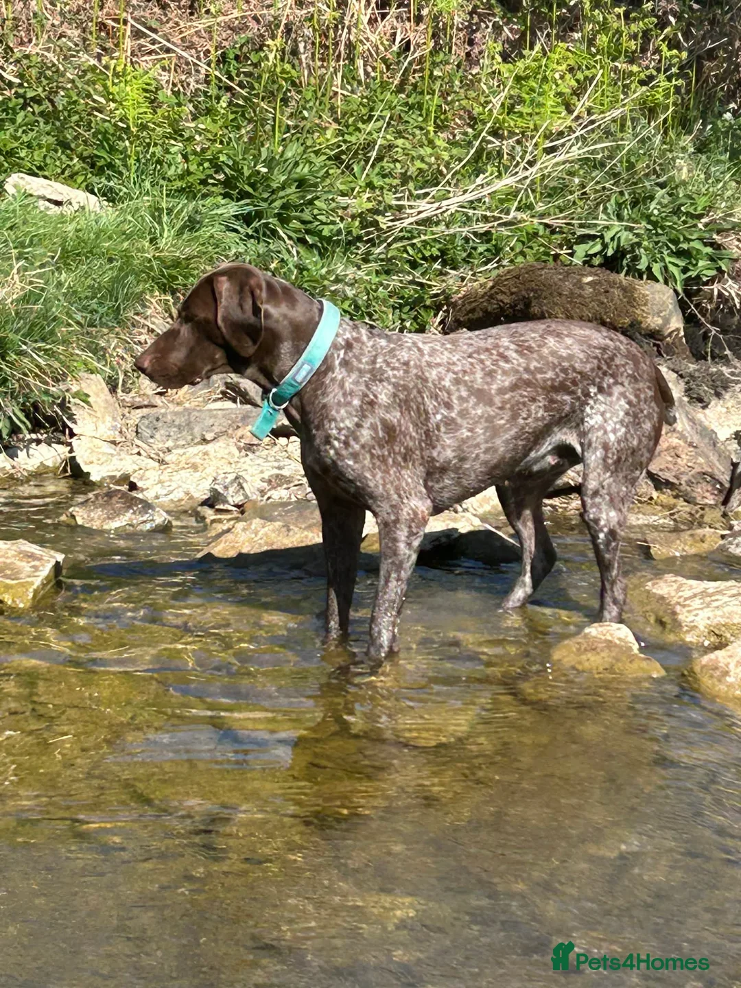 Mixed Breed dogs for sale: German pointers  - Advert 10