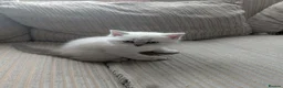 British Shorthair cats for sale: British Shorthair ready now!  - Advert 11