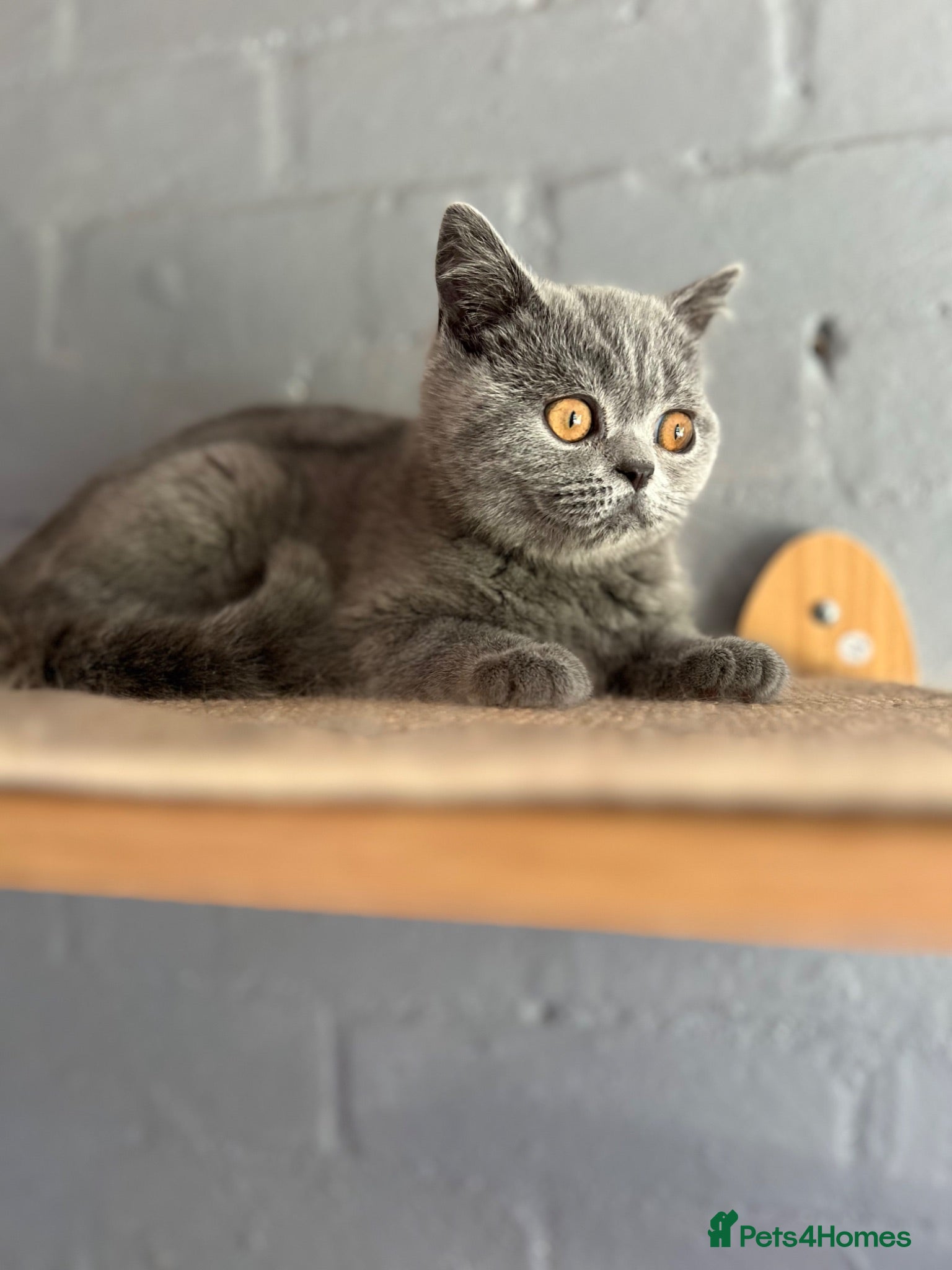Scottish Fold cats 🐾 Last girl left £450🐾REDUCED 🩷 - Advert 3