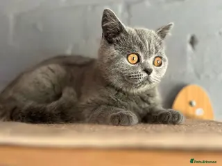 Scottish Fold cats 🐾 Last girl left £450🐾REDUCED 🩷 - Advert 3