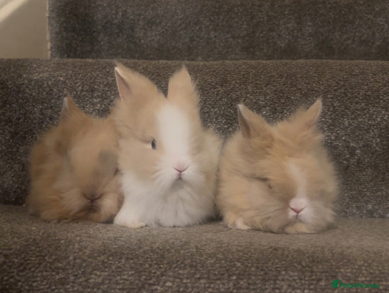 Lionhead rabbits Double maned lionheads - Advert 1