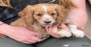 Cocker Spaniel dogs - Advert 14