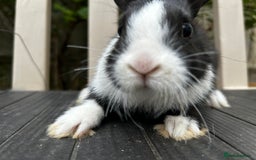 Dutch rabbits for sale: Beautiful Dutch Rabbits for sale - Image 4