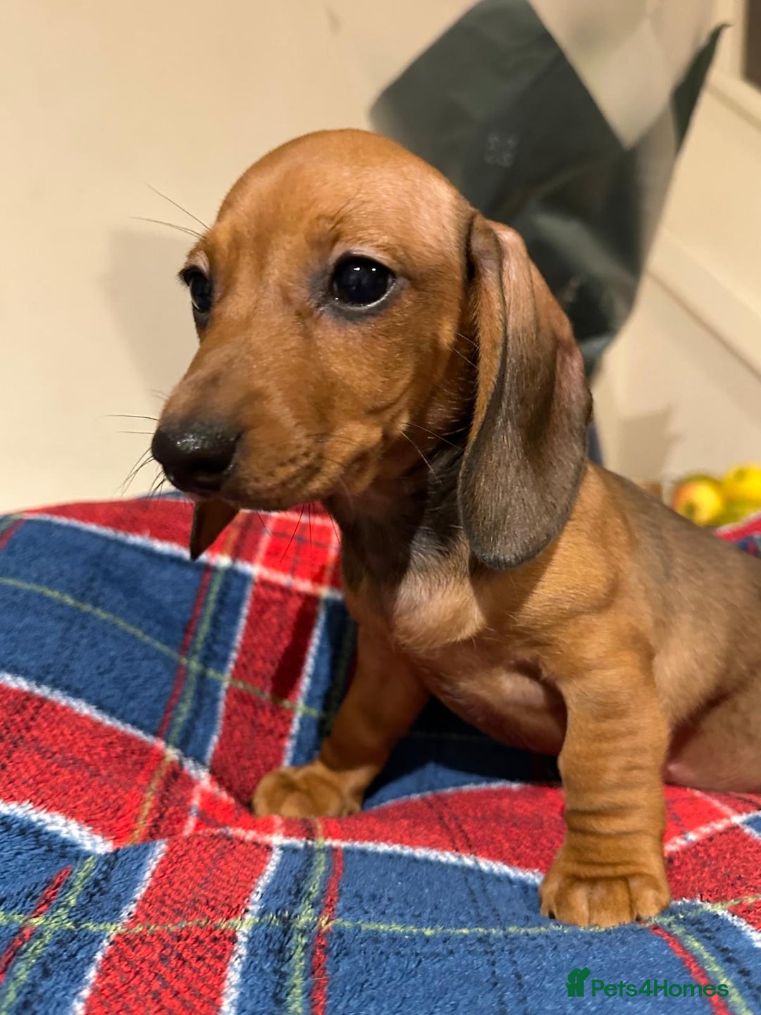 Miniature Dachshund dogs for sale: KC registered  PRA clear girls READY TO LEAVE  - Advert 4