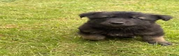 German Shepherd dogs for sale: German shepherd puppies READY NOW - Advert 3