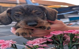 Dachshund dogs for sale: KC Register Standard Wirehaired Dachshund Puppies in Lincoln - Image 2
