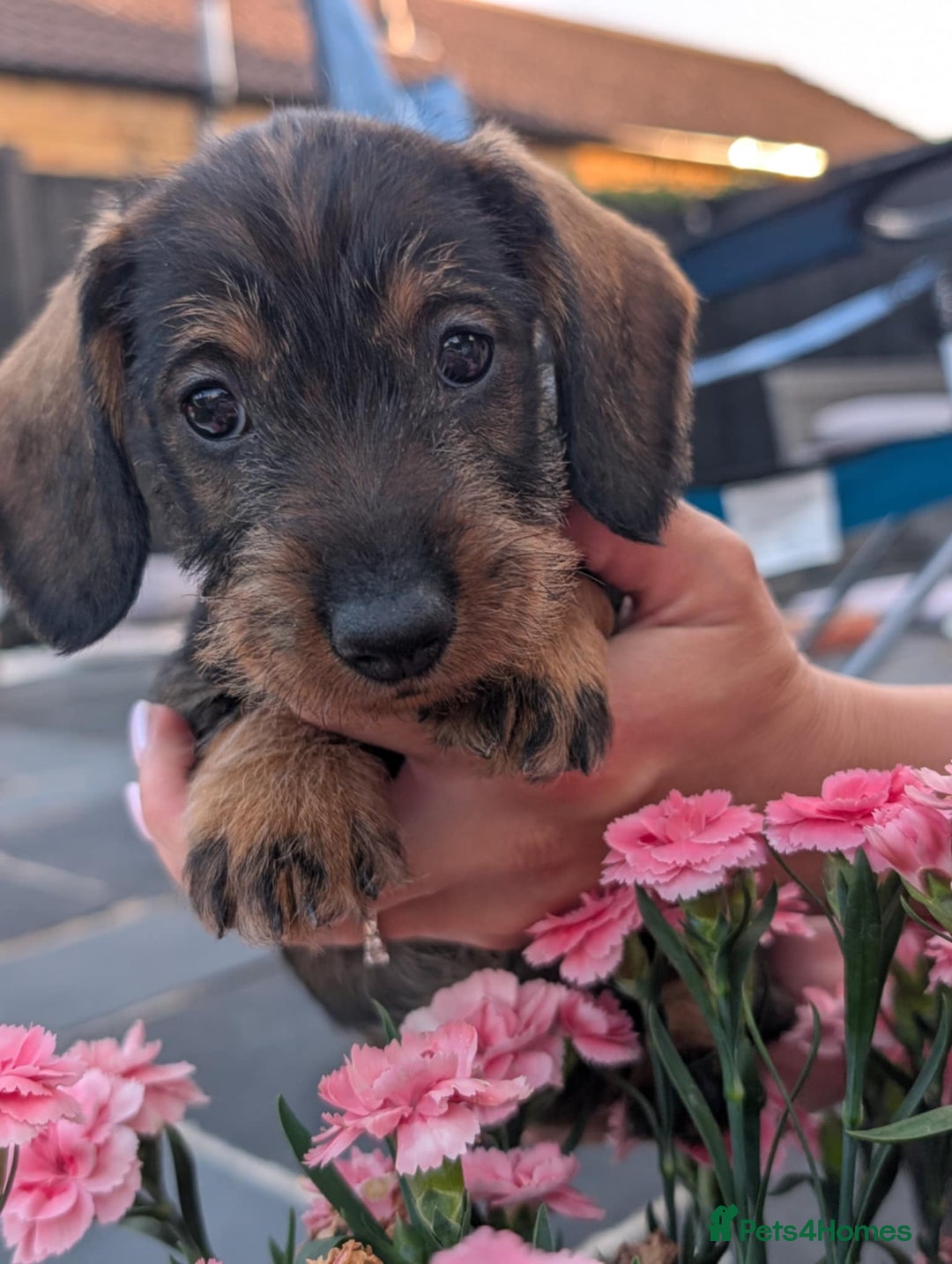 Dachshund dogs for sale: KC Register Standard Wirehaired Dachshund Puppies in Lincoln - Image 2
