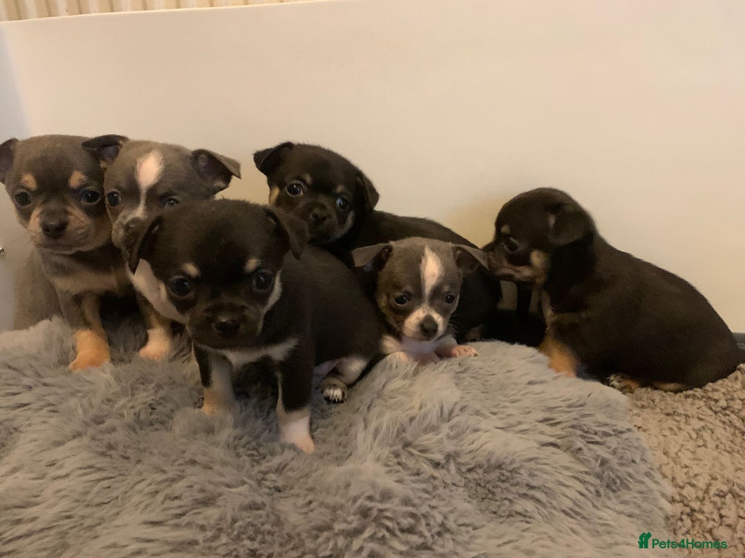 Chihuahua dogs for sale: Beautiful black & blue tri chihuahua puppies  - Advert 21